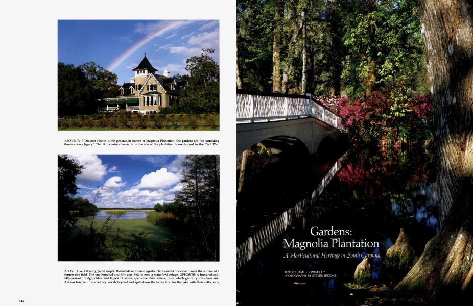 Magnolia Plantation