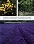 Page: - 99 | Architectural Digest